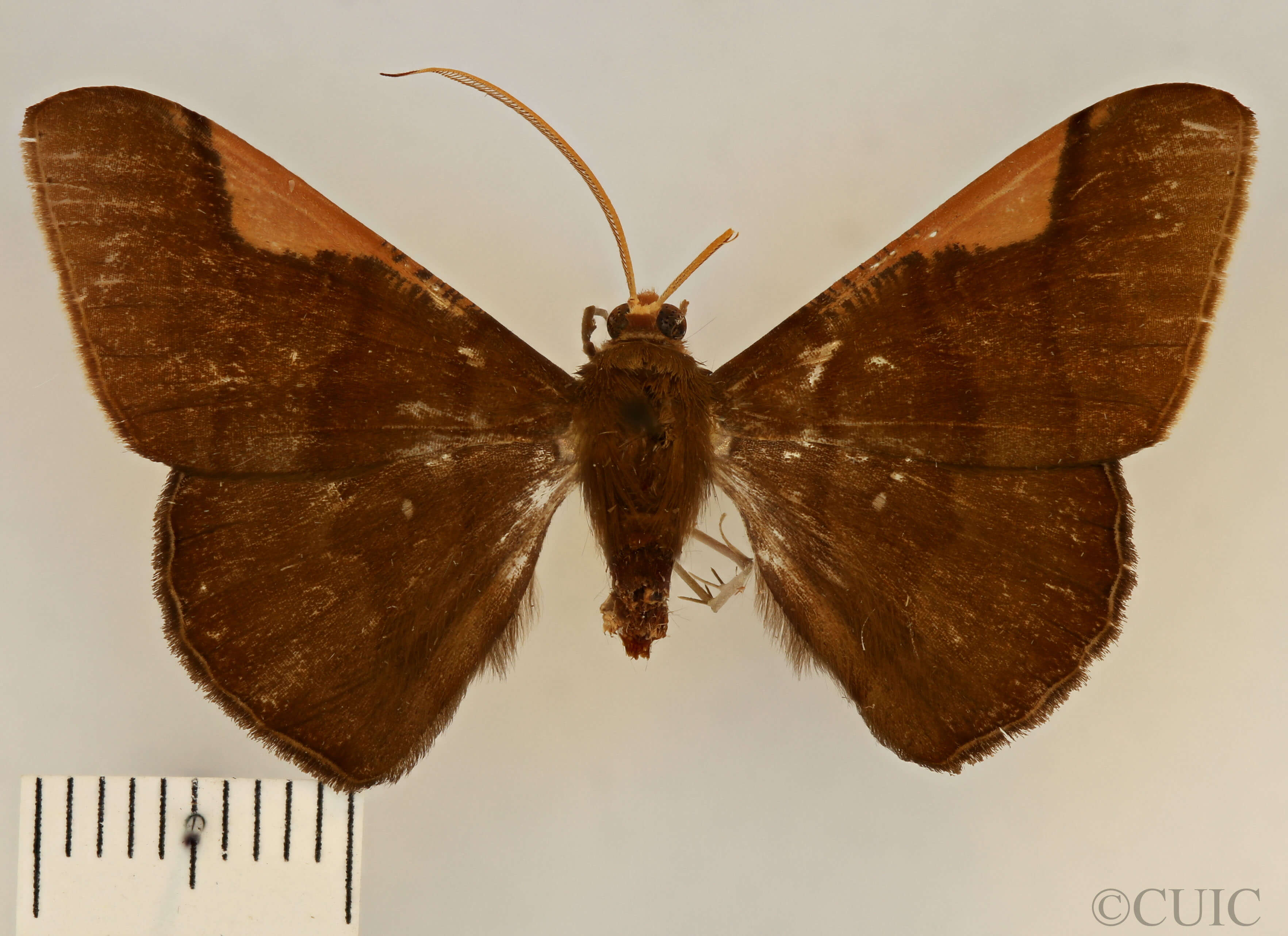 dorsal view of adult Sphacelodes vulneraria