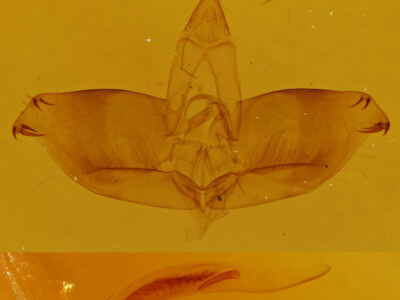 genitalia view of adult Sphacelodes vulneraria
