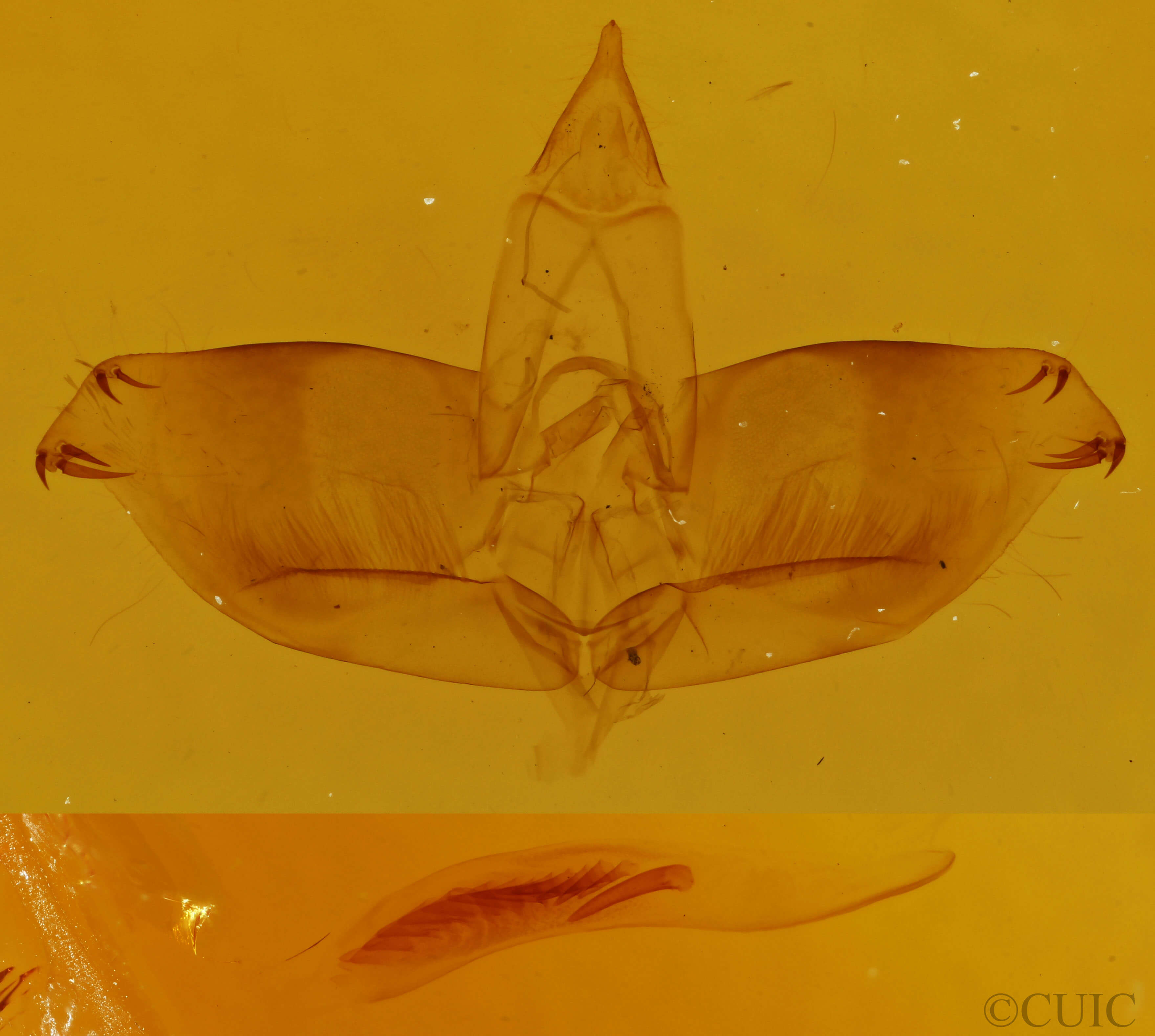 genitalia view of adult Sphacelodes vulneraria