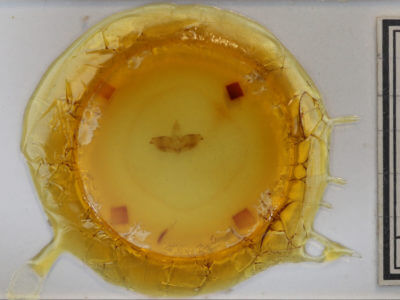 slide view of adult Sphacelodes vulneraria