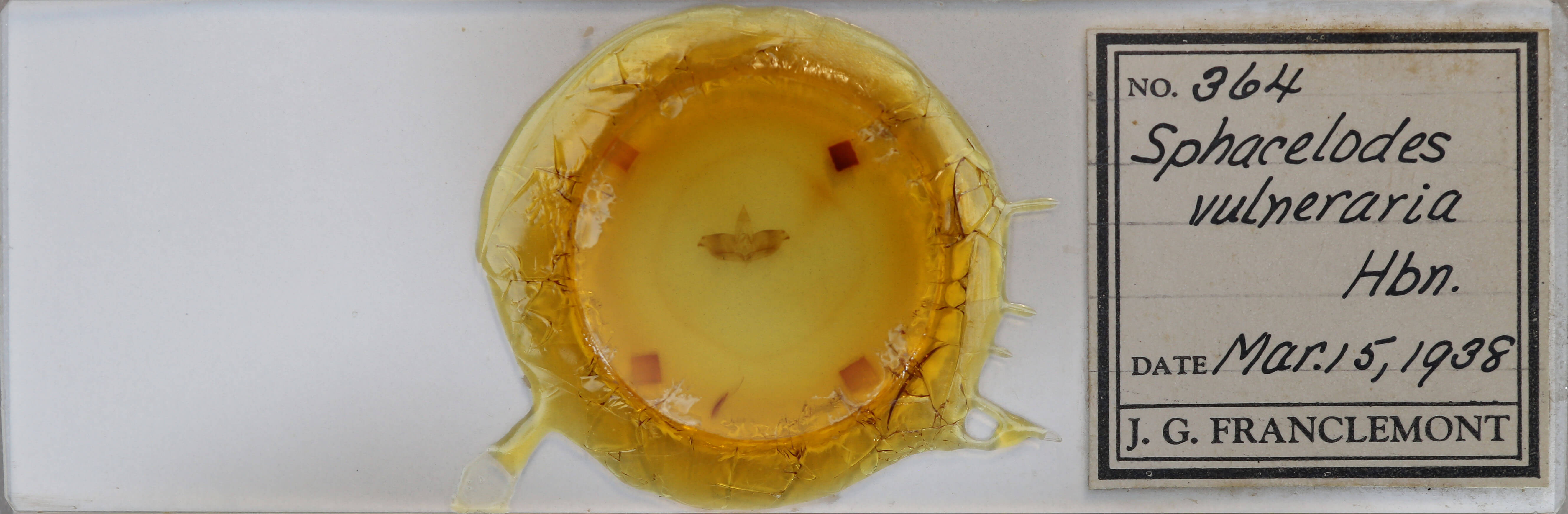 slide view of adult Sphacelodes vulneraria