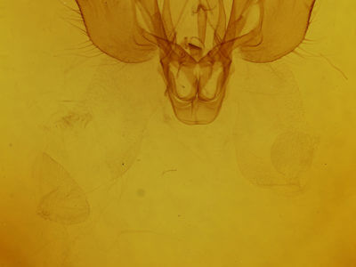 genitalia view of adult Spodoptera frugiperda