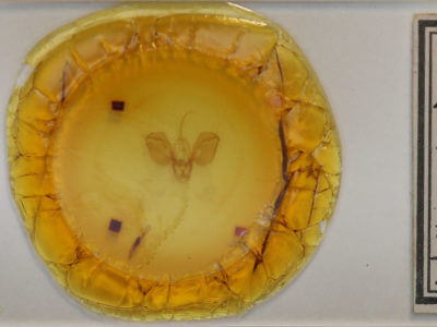 slide view of adult Spodoptera frugiperda