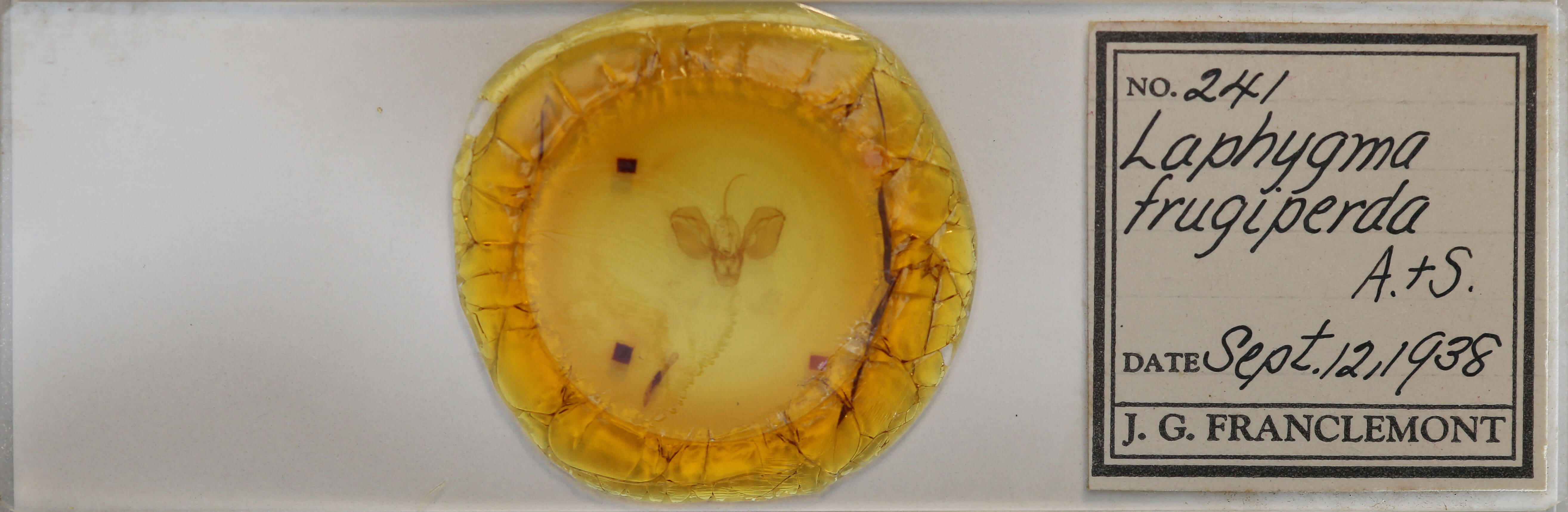 slide view of adult Spodoptera frugiperda