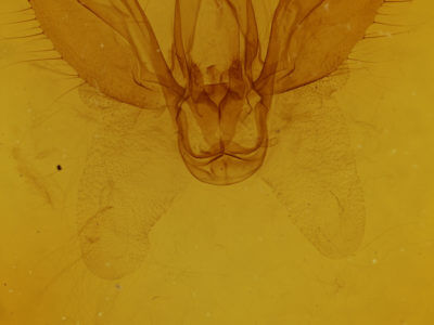 genitalia view of adult Spodoptera ornithogalli