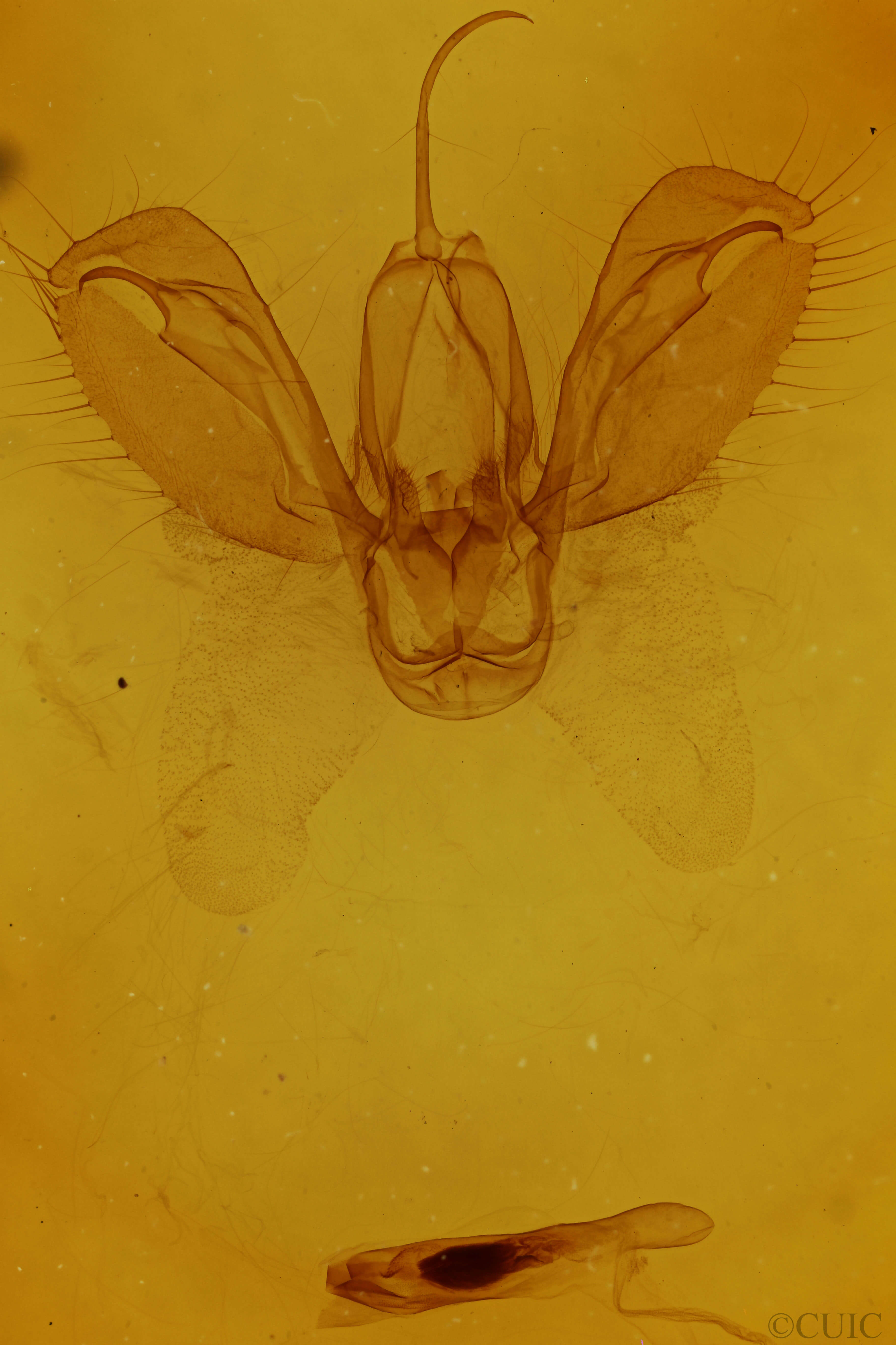 genitalia view of adult Spodoptera ornithogalli