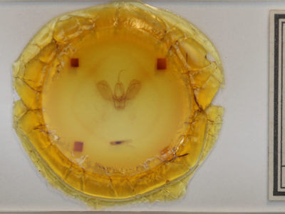 slide view of adult Spodoptera ornithogalli