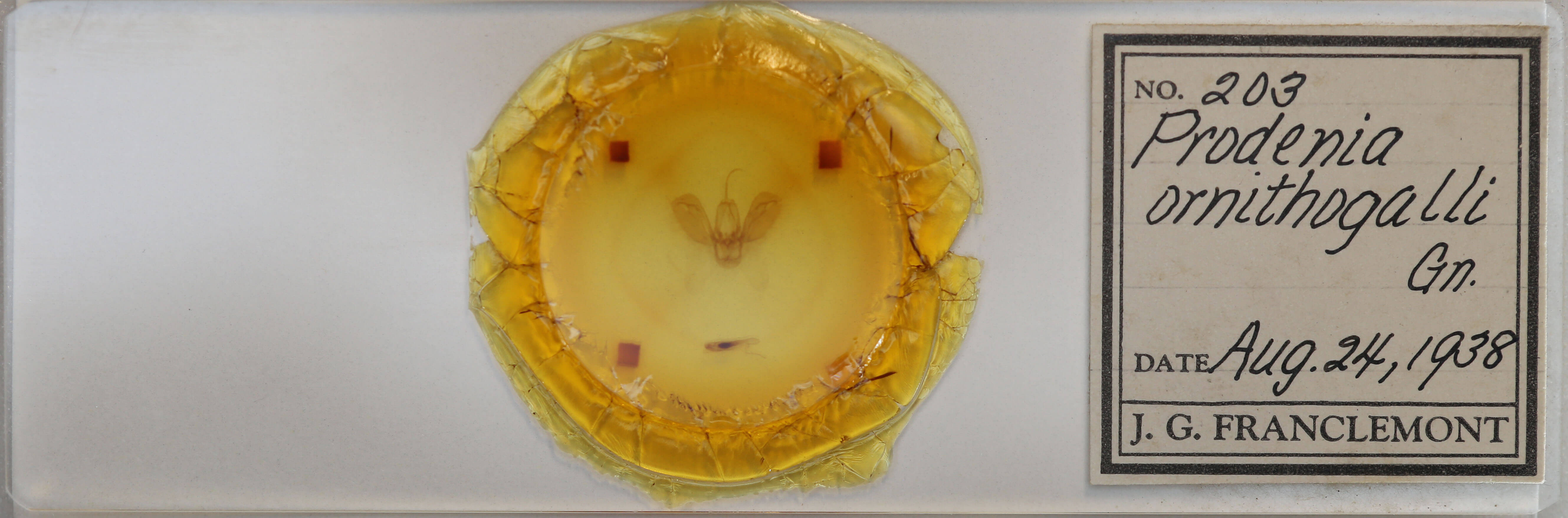 slide view of adult Spodoptera ornithogalli