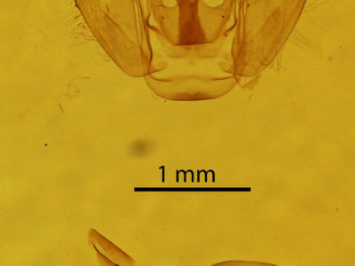 genitalia view of adult Stamnodes gibbicostata