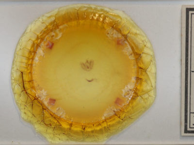 slide view of adult Stamnodes gibbicostata