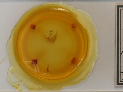 slide view of adult Sunira bicolorago