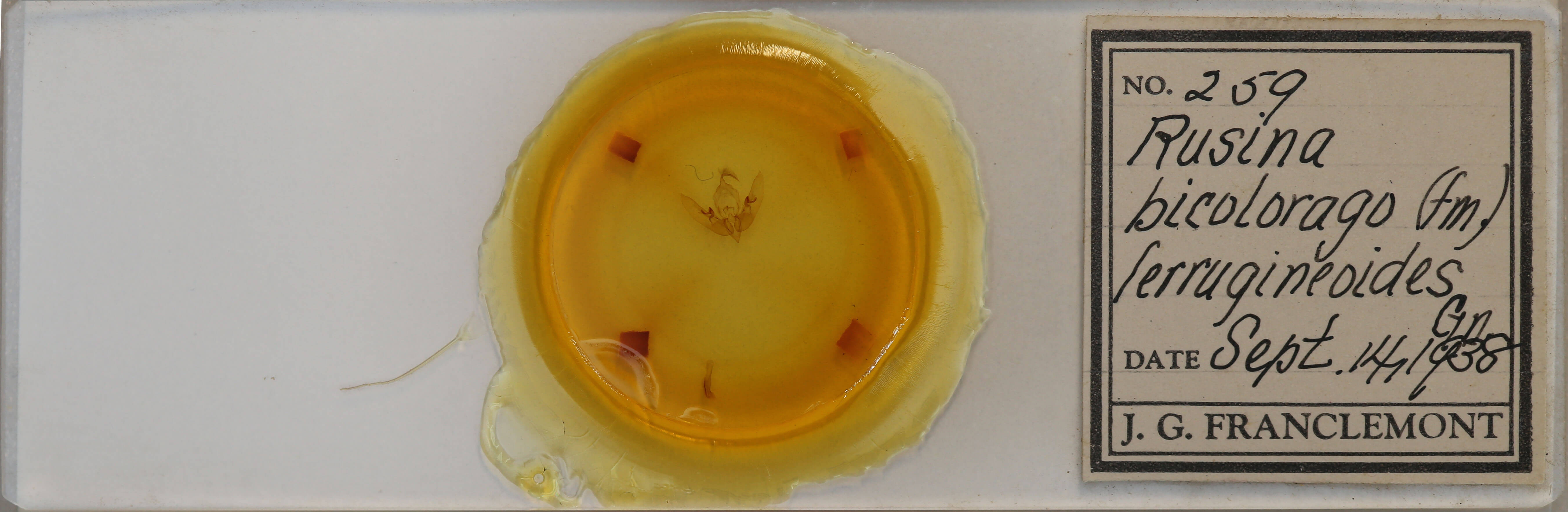 slide view of adult Sunira bicolorago