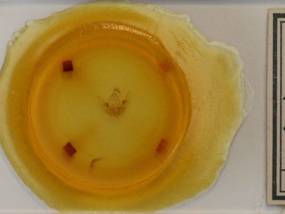 slide view of adult Sunira bicolorago