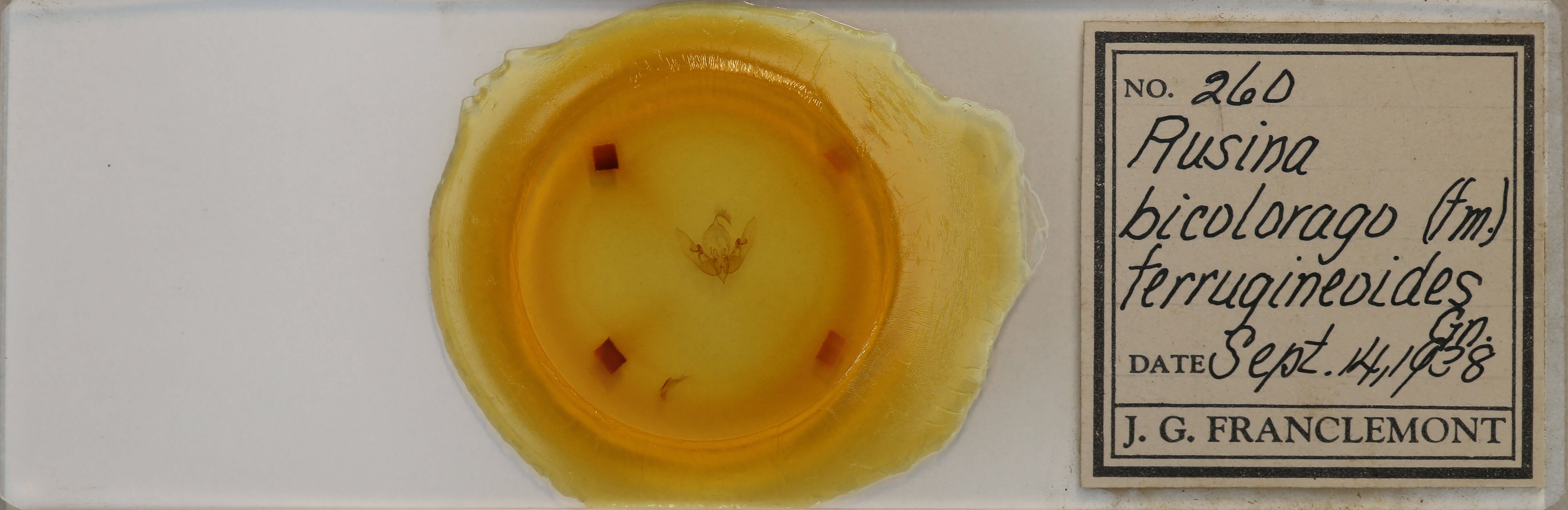 slide view of adult Sunira bicolorago