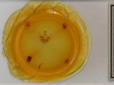 slide view of adult Sunira bicolorago