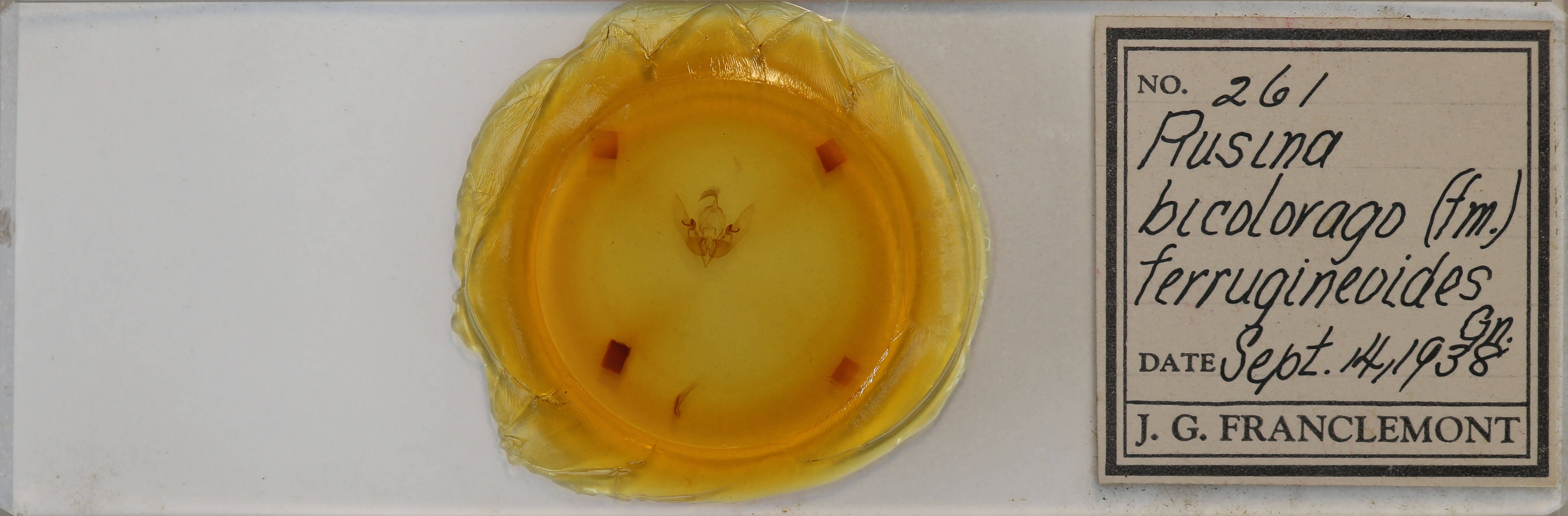 slide view of adult Sunira bicolorago