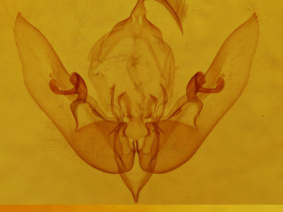 genitalia view of adult Sunira bicolorago