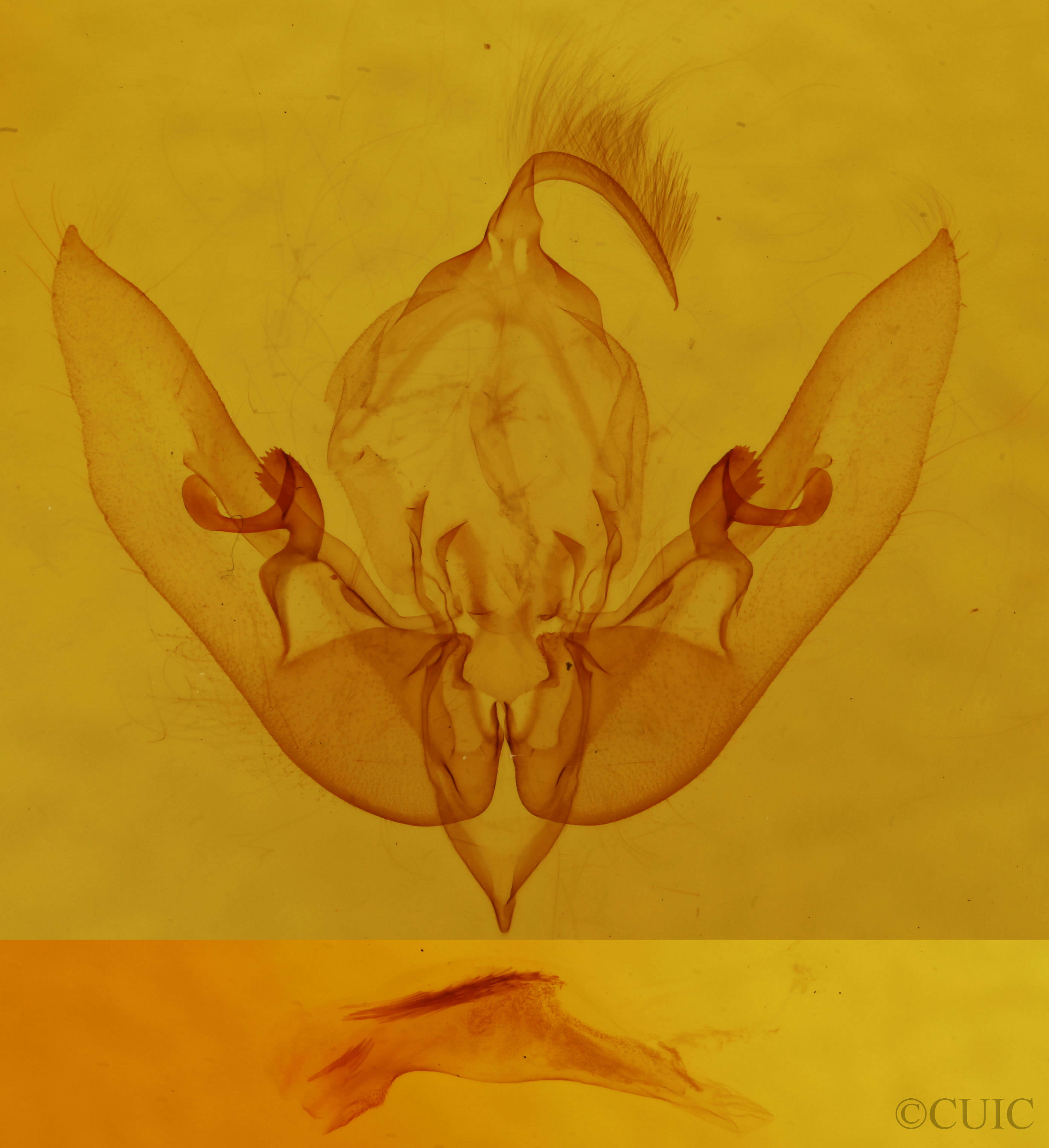 genitalia view of adult Sunira bicolorago