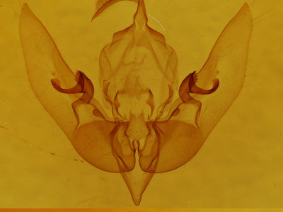 genitalia view of adult Sunira bicolorago
