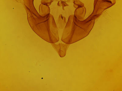 genitalia view of adult Sutyna privata