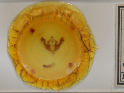 slide view of adult Sutyna privata