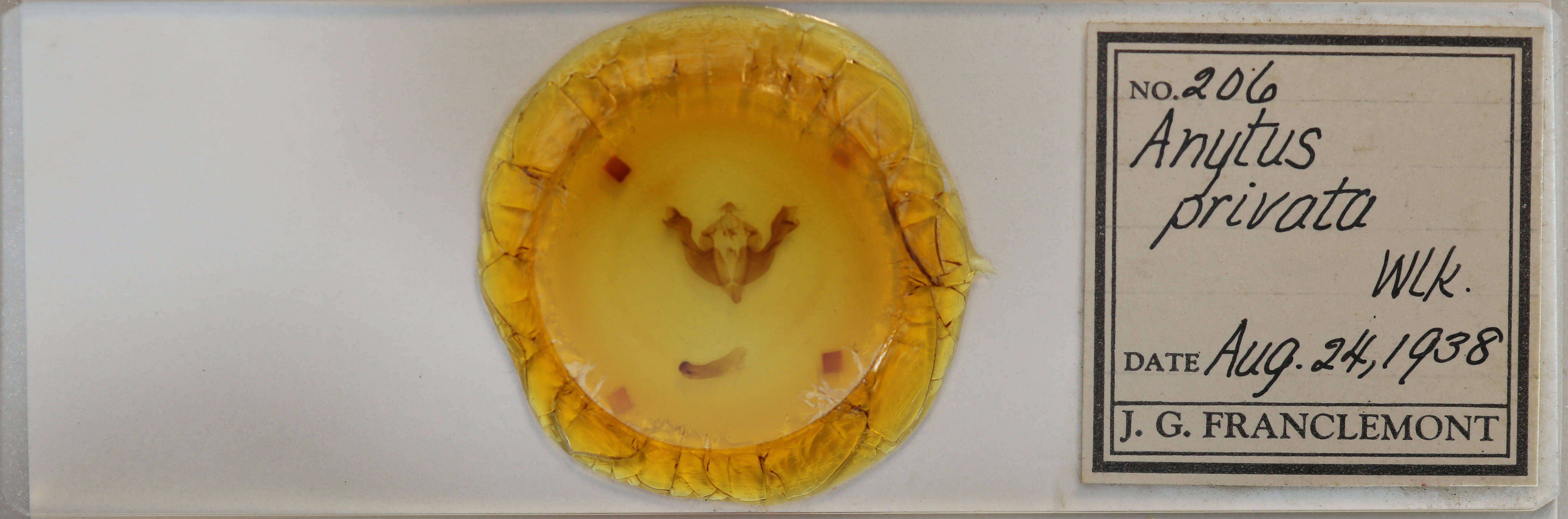 slide view of adult Sutyna privata