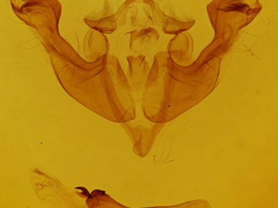 genitalia view of adult Sutyna privata