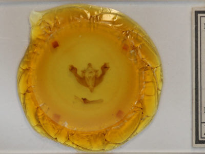 slide view of adult Sutyna privata