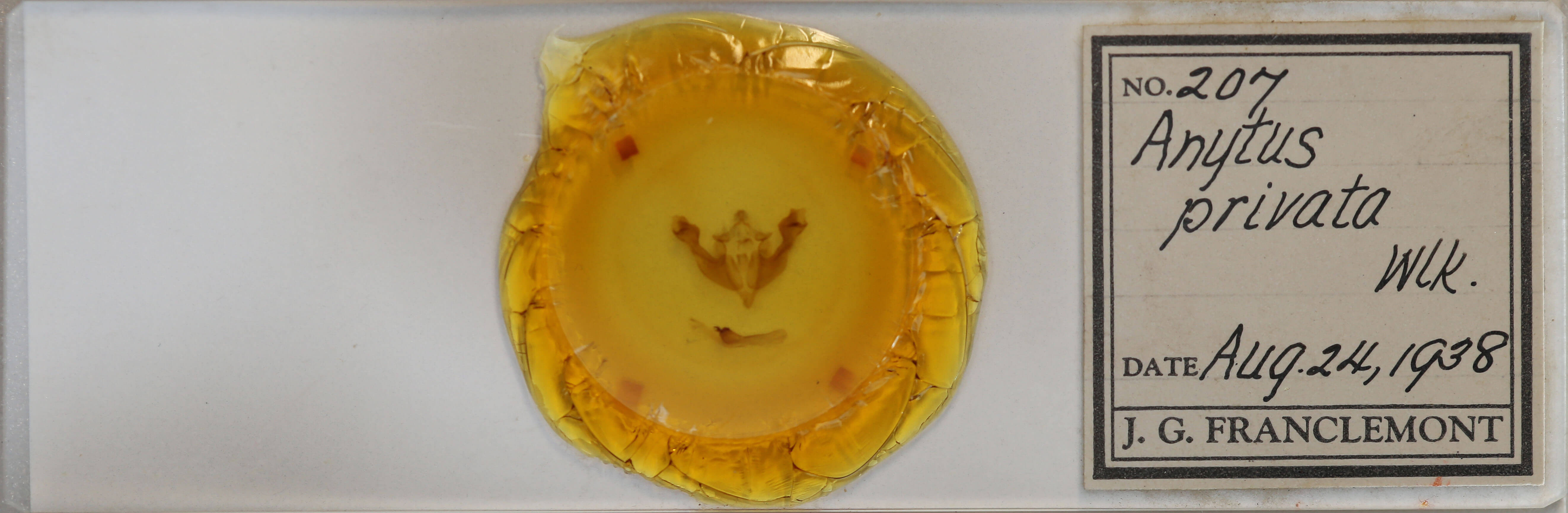 slide view of adult Sutyna privata