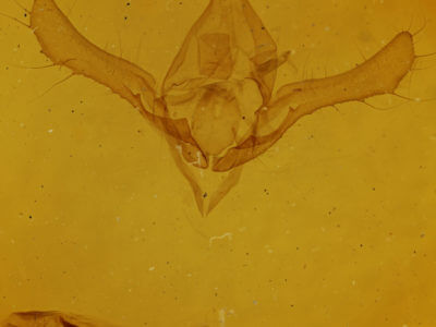 genitalia view of adult Syngrapha alias