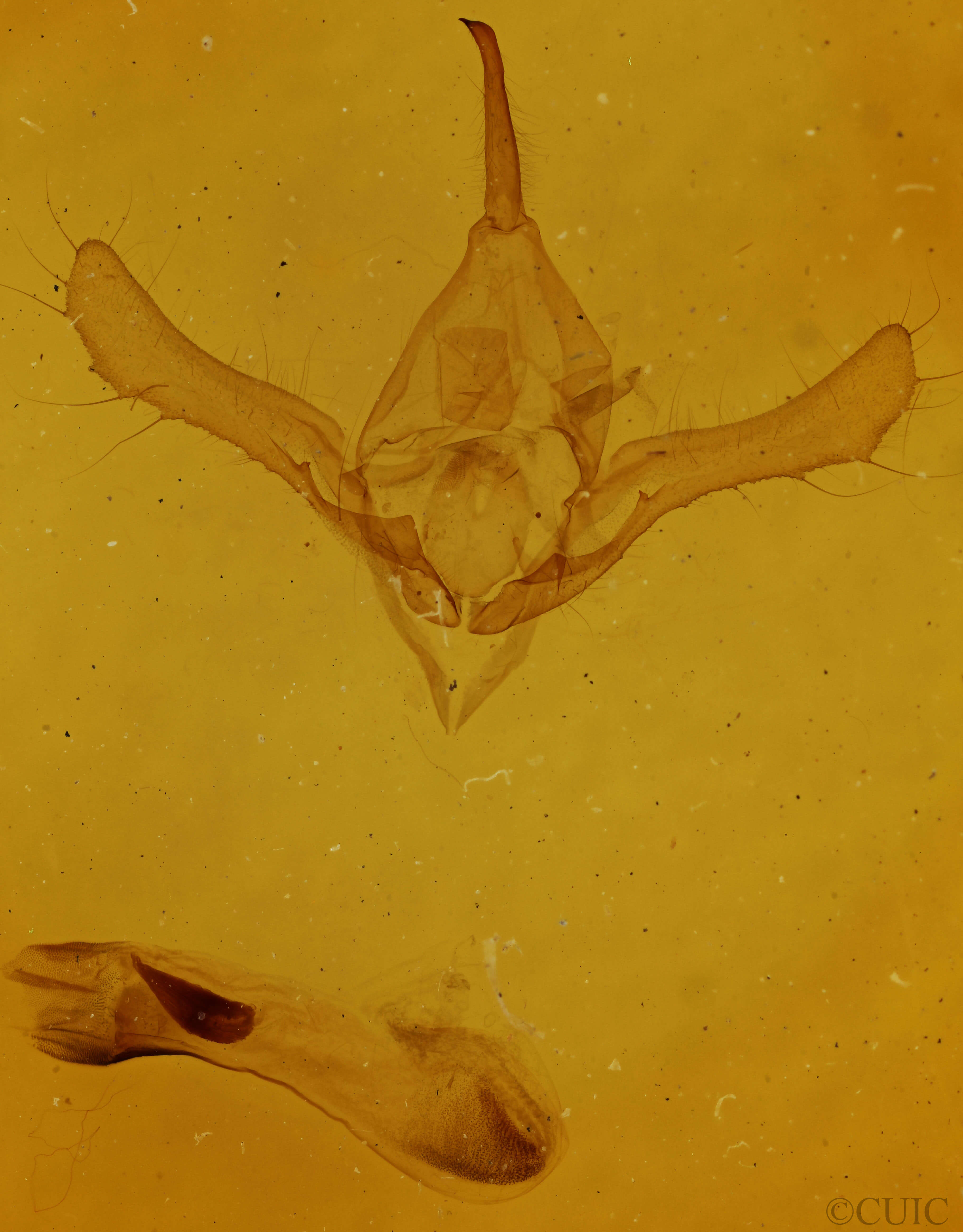 genitalia view of adult Syngrapha alias