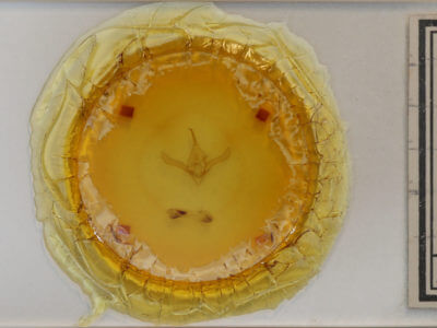 slide view of adult Syngrapha alias