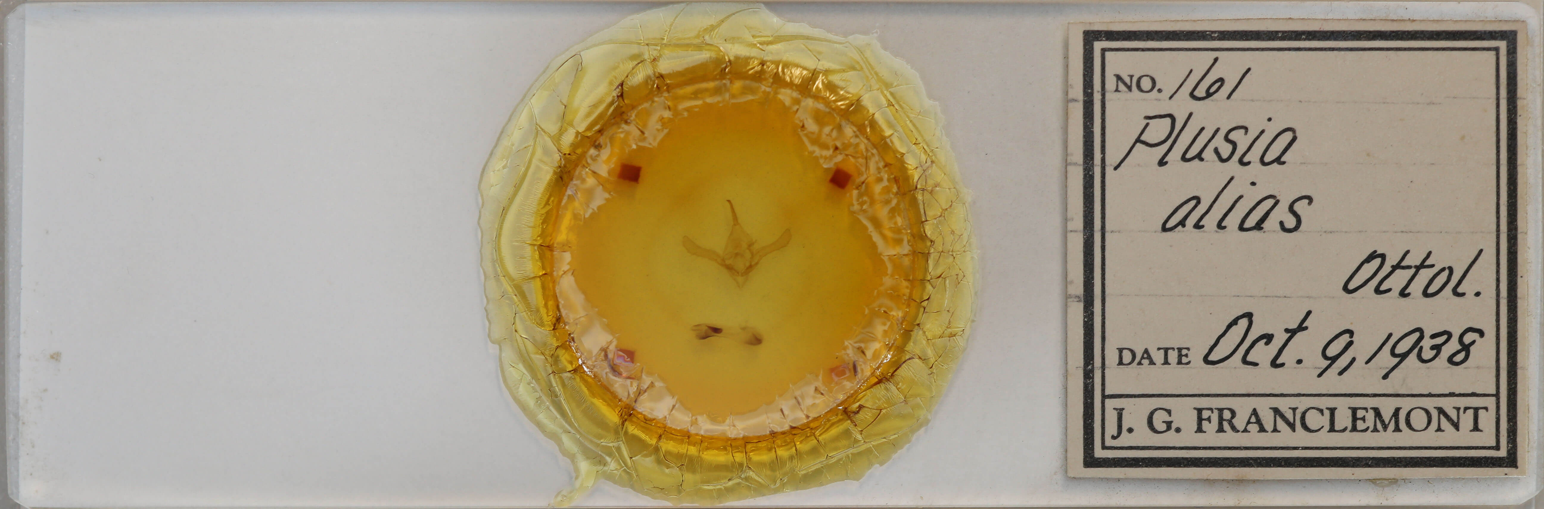 slide view of adult Syngrapha alias