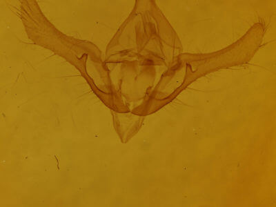 genitalia view of adult Syngrapha rectangula