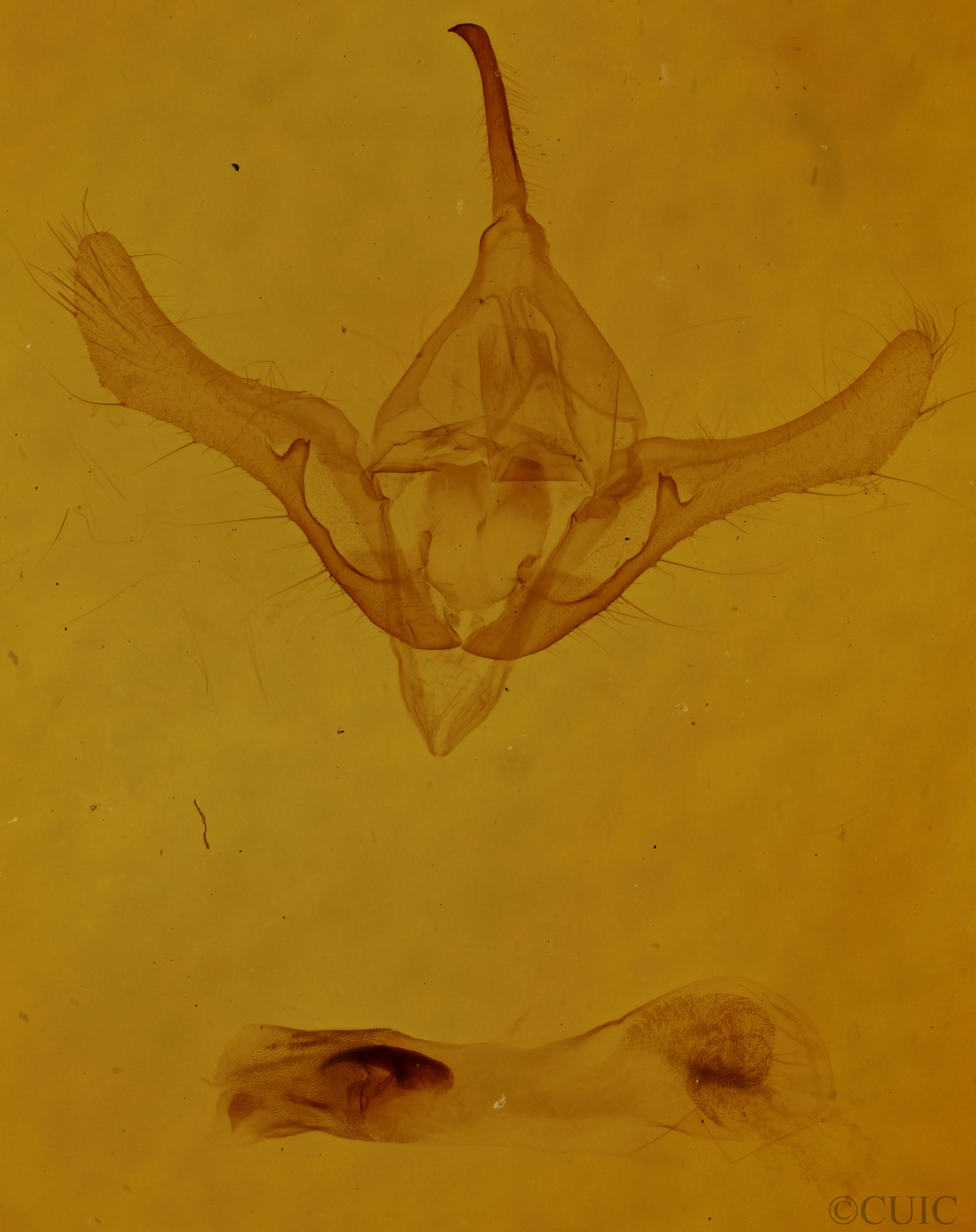 genitalia view of adult Syngrapha rectangula