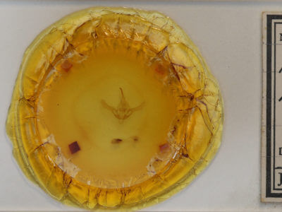 slide view of adult Syngrapha rectangula