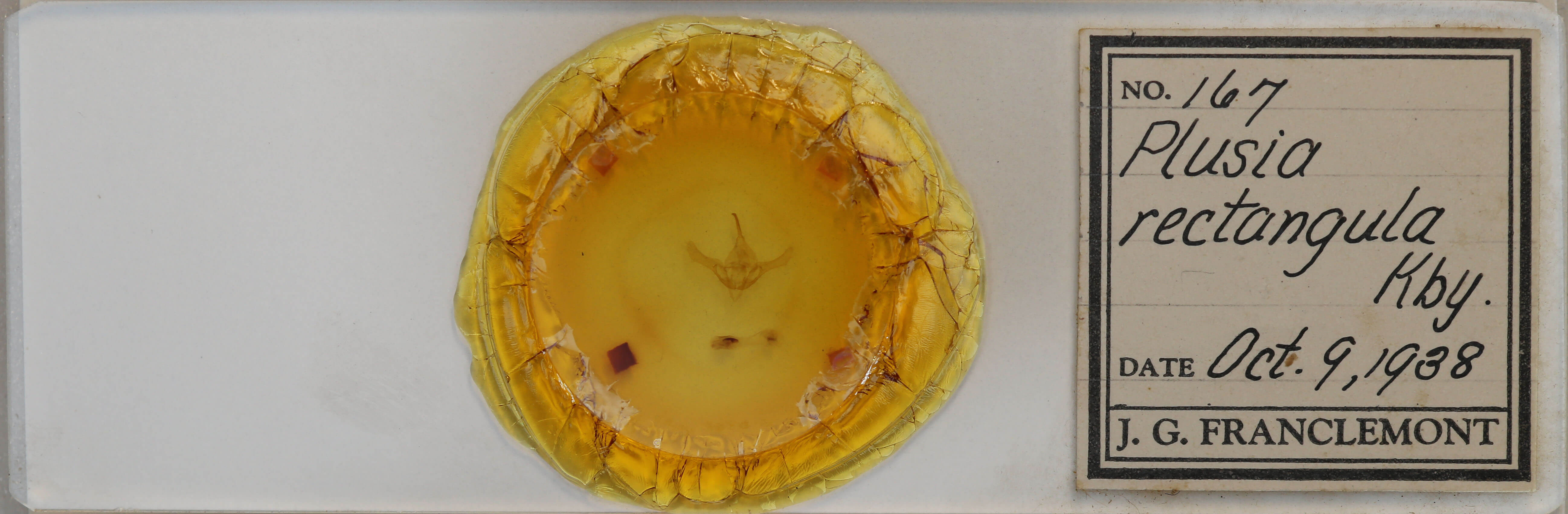 slide view of adult Syngrapha rectangula