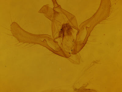 genitalia view of adult Syngrapha rectangula