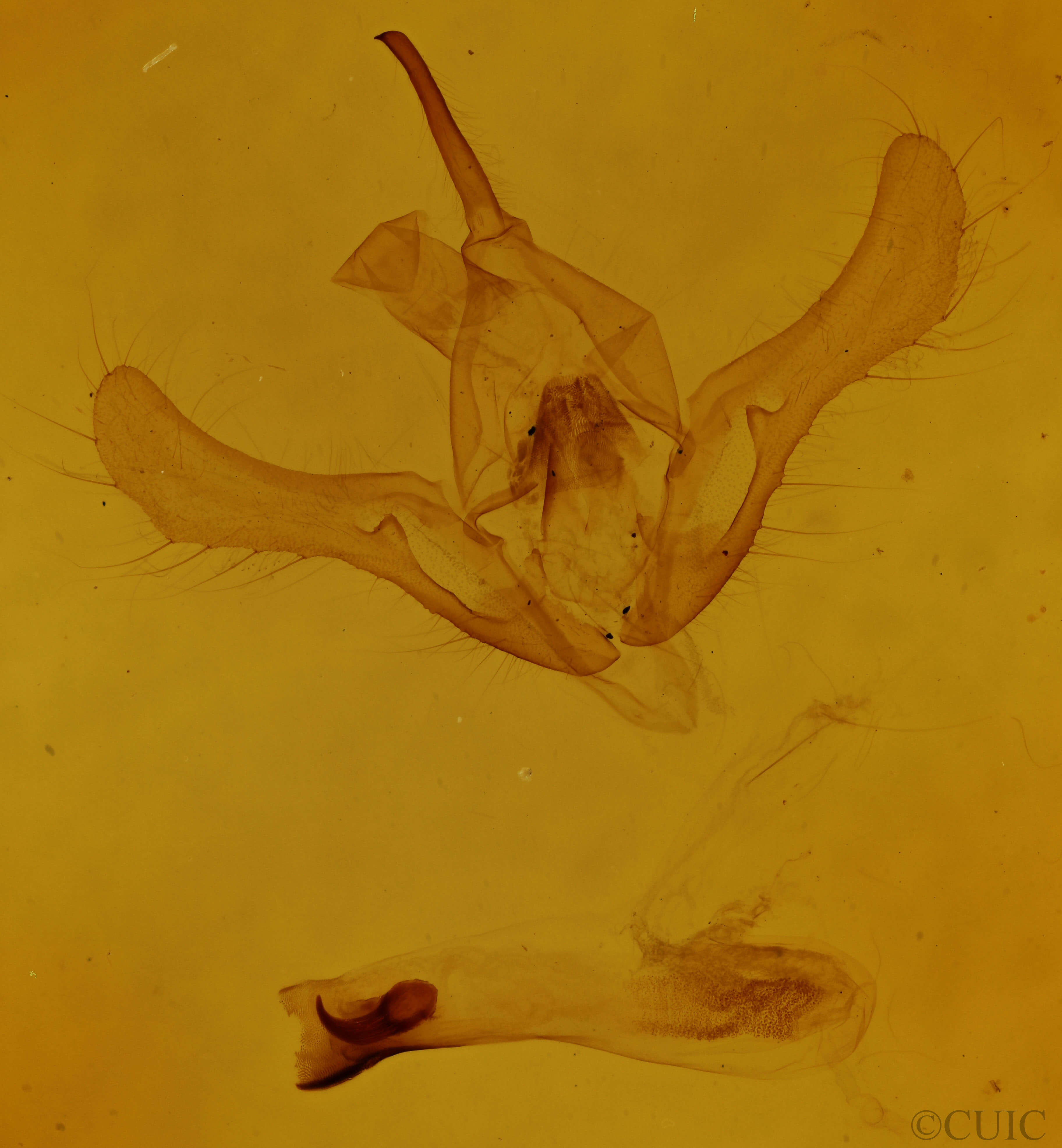 genitalia view of adult Syngrapha rectangula