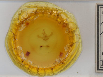 slide view of adult Syngrapha rectangula