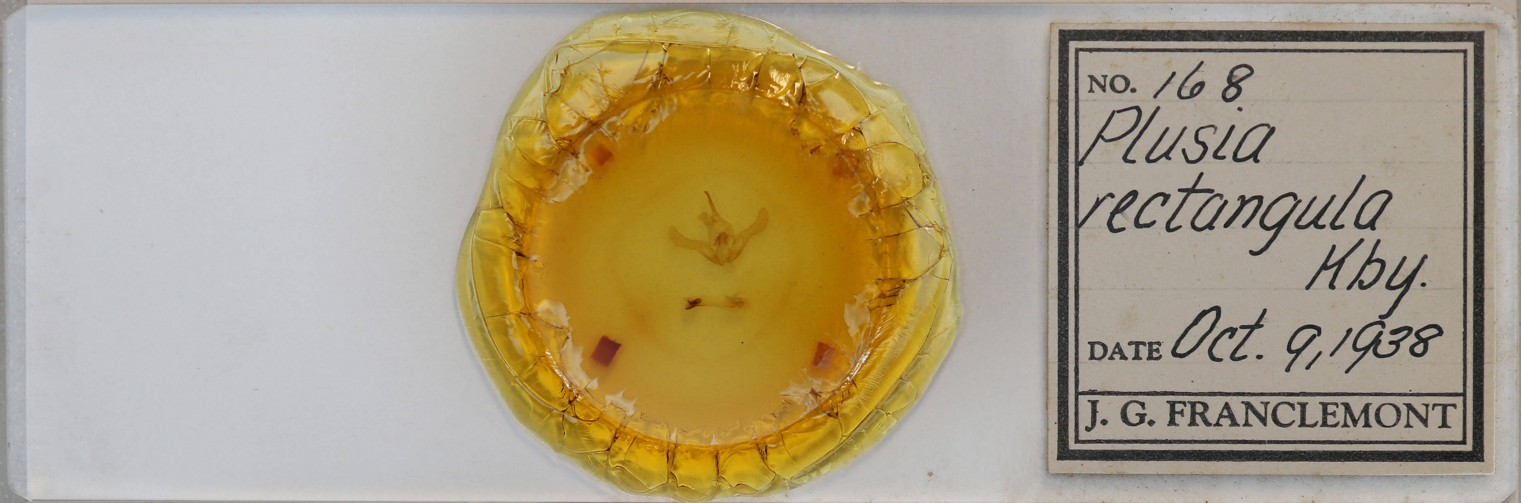 slide view of adult Syngrapha rectangula