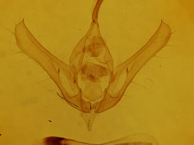 genitalia view of adult Syngrapha selecta