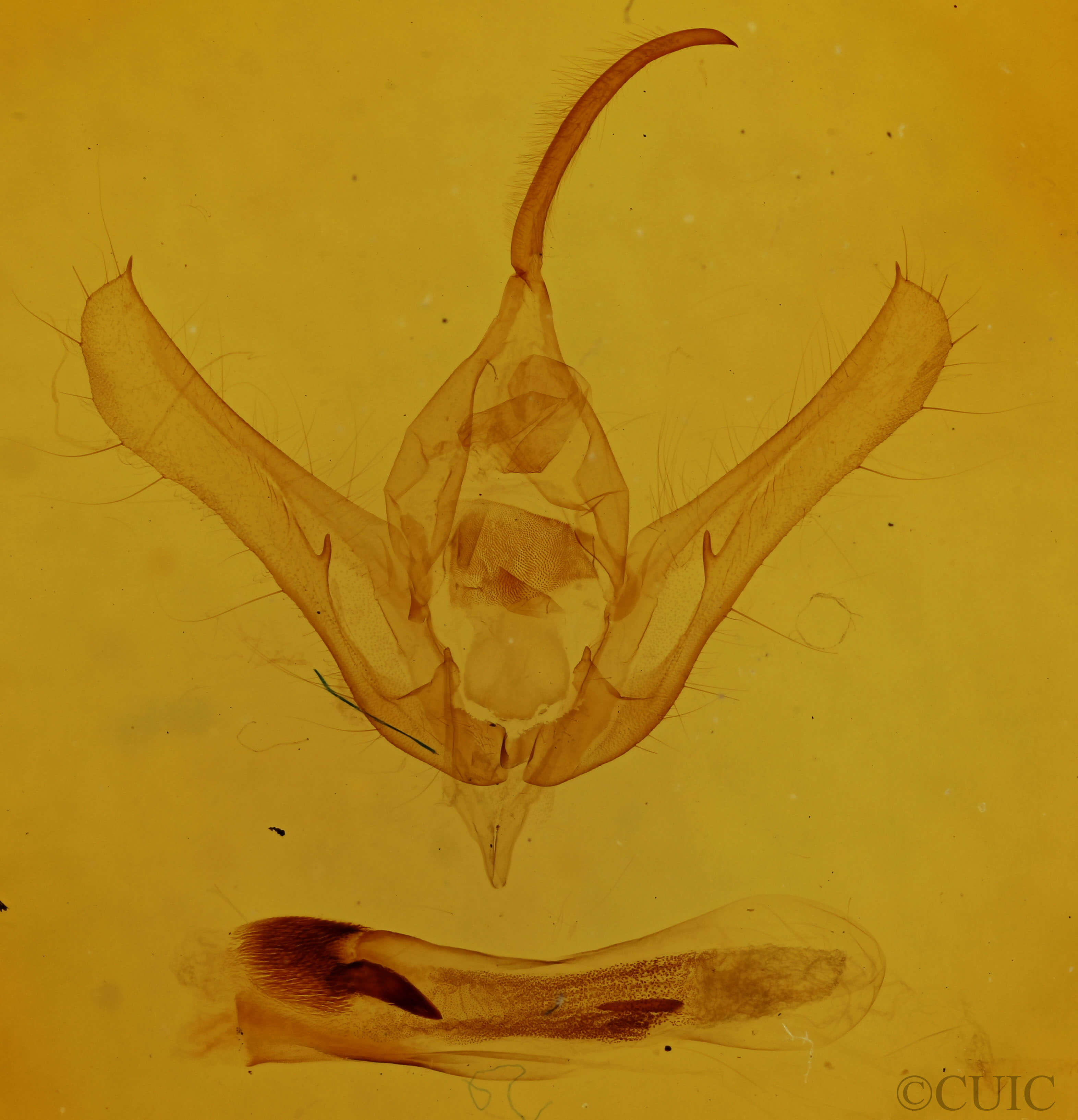 genitalia view of adult Syngrapha selecta