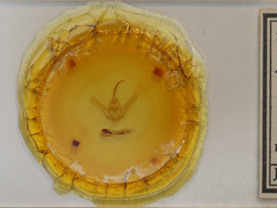 slide view of adult Syngrapha selecta