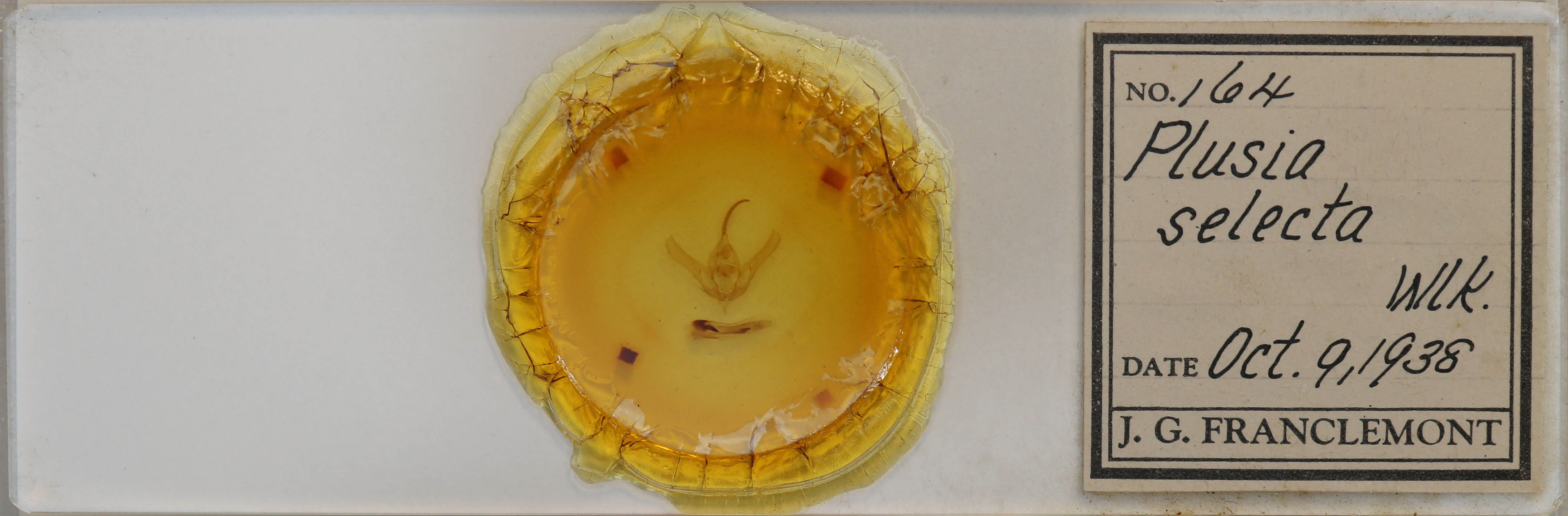 slide view of adult Syngrapha selecta