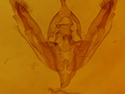 genitalia view of adult Tricholita signata