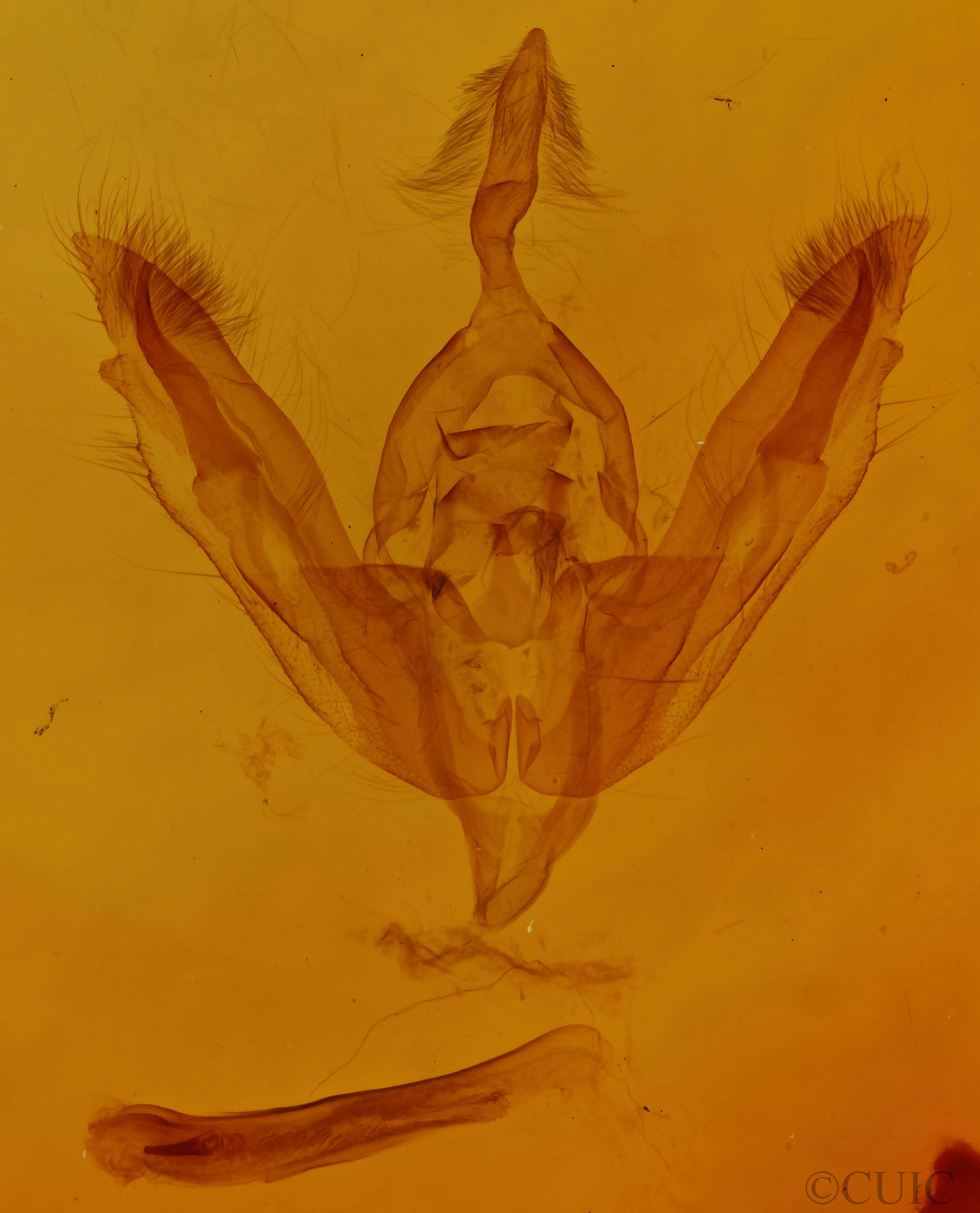 genitalia view of adult Tricholita signata