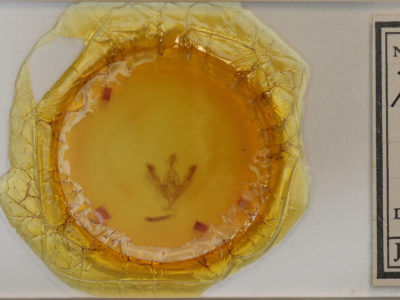 slide view of adult Tricholita signata