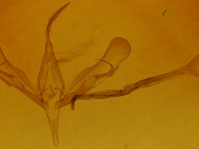 genitalia view of adult Trichoplusia ni