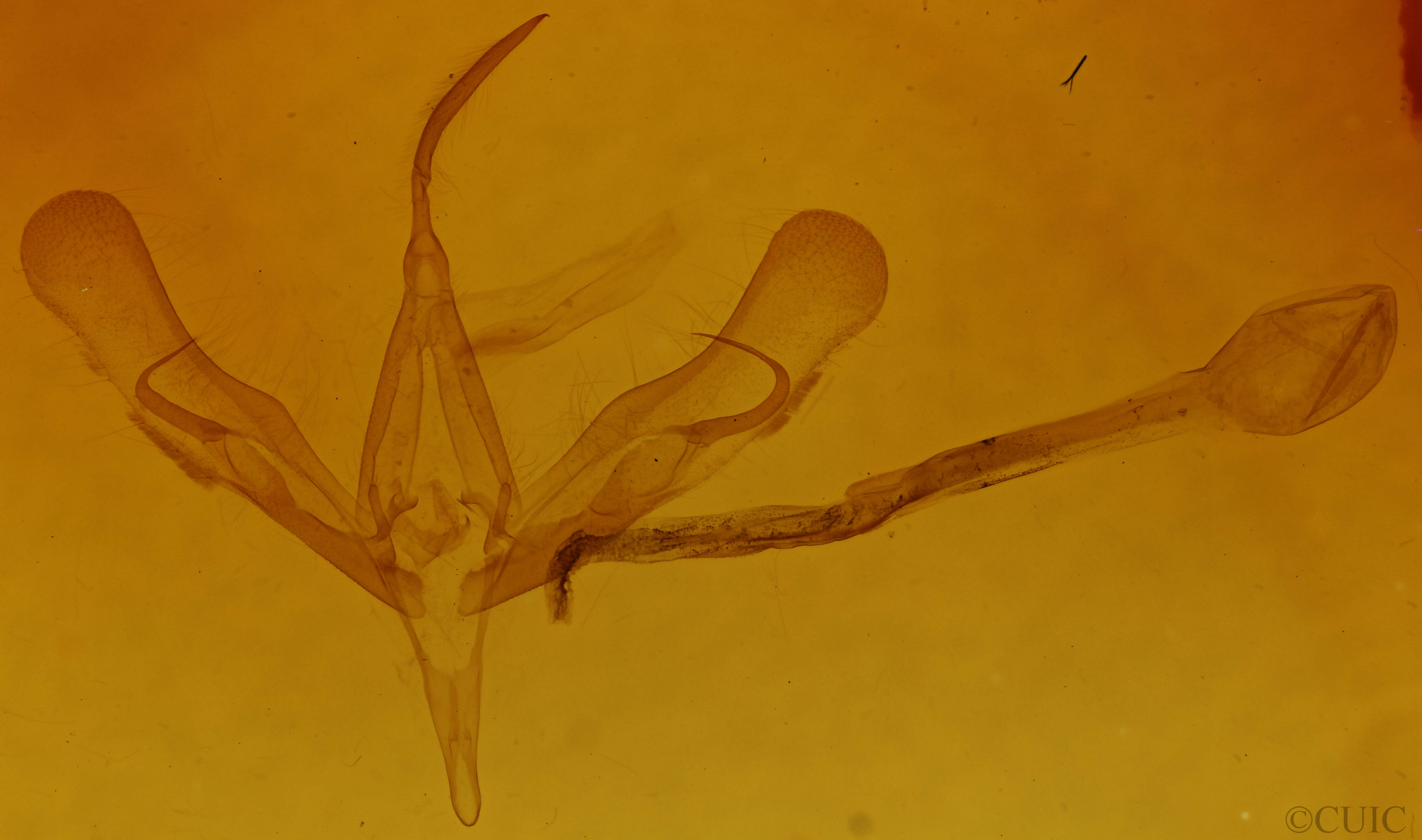 genitalia view of adult Trichoplusia ni